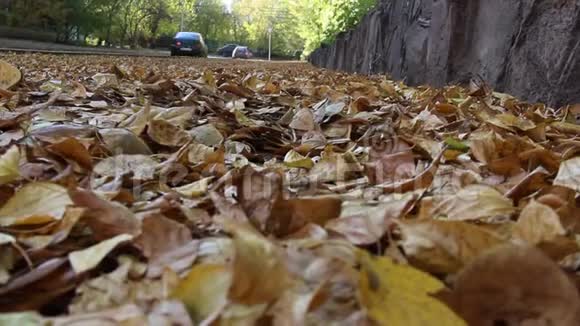 秋天城市公园里满是黄叶的路视频的预览图