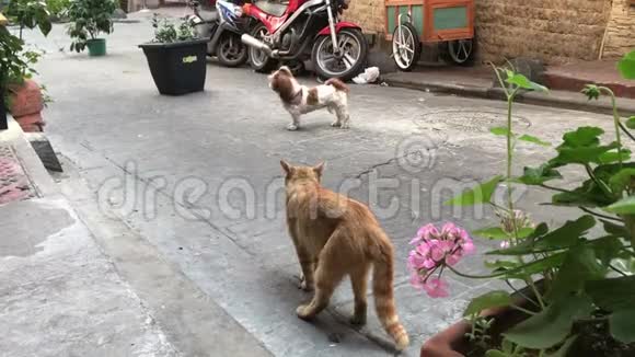 外面街上狗和猫之间的史诗般的争斗视频的预览图