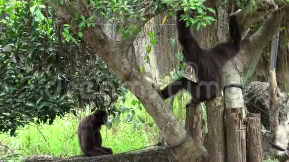 4K拉吉本在动物园森林的树枝上休息捕获的Hyloates视频的预览图