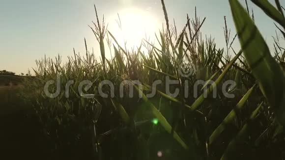 夏天的绿色玉米田玉米在明亮的阳光下开花农业企业明亮的光线使玉米开花视频的预览图