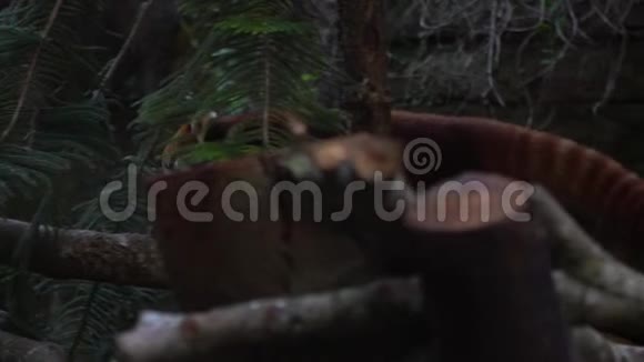 慢动作近景熊猫抓林中狭窄的树枝视频的预览图