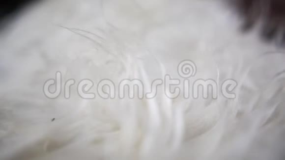 毛茸茸的白色山羊皮躺在里面的私人住宅地板上视频的预览图