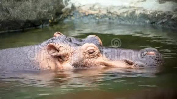 4K普通河马在动物园的湖水里洗澡河马游泳视频的预览图