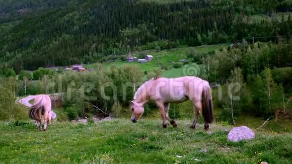 美丽的峡湾马在山坡草地上吃青草视频的预览图