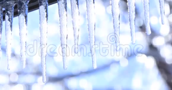 加拿大真正的天气春季灾难融化冰柱和落下闪亮的水滴在冻结的背景上枫树水晶冰视频的预览图
