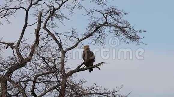 鹰坐在树枝上的天空背景白尾鹰白尾鸟在自然栖息地狩猎前鸟视频的预览图