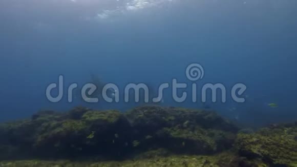 曼塔赖斯特写镜头蓝海水域大型泳游珊瑚礁清洗站视频的预览图