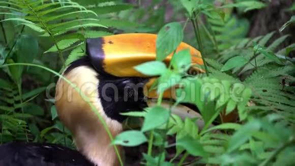4K在东南亚的绿色丛林中关闭一只雄性大印度黄蜂视频的预览图