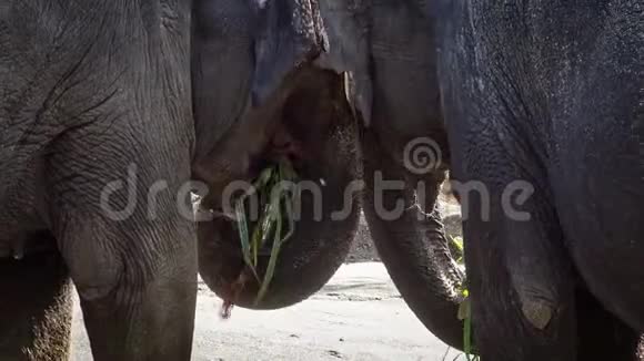 4K两只没有象牙的亚洲大象正在吃草亚洲大象动物园视频的预览图