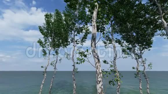 夏天阳光明媚的桦树视频的预览图