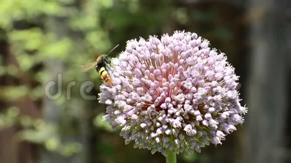 在春天的花朵上采集花蜜的野生蜜蜂视频的预览图