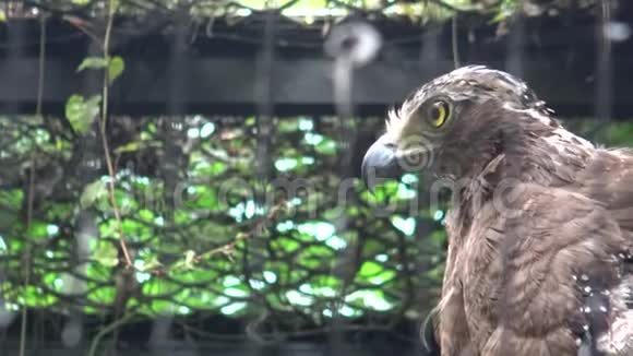 动物园里的克雷斯特蛇鹰塞拉斯波诺尼斯视频的预览图