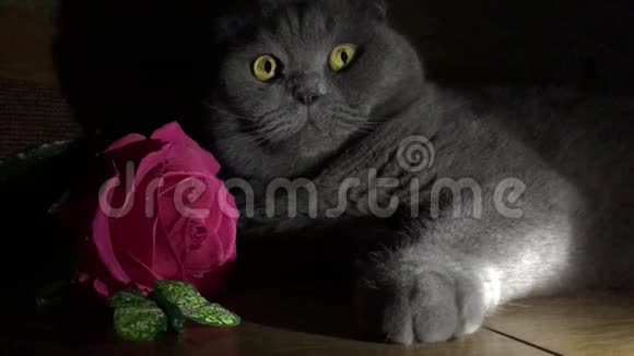 带猫和玫瑰的贺卡视频的预览图