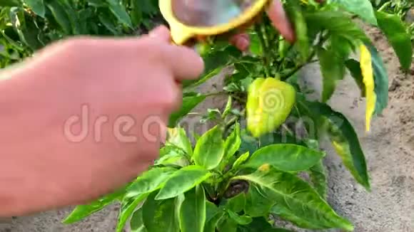 食品科学家检查胡椒作物的质量和健康化学品和农药种植有机蔬菜环保环保视频的预览图