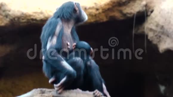 动物园里的黑猩猩视频的预览图