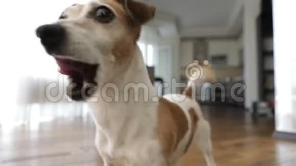 主动微笑的狗画像录像片段可爱的宠物想玩厨房和客厅背景视频的预览图