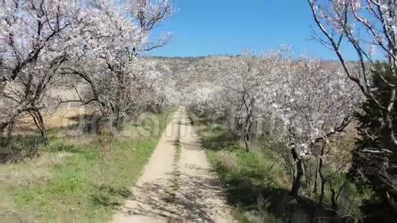 阿尔蒙德沿着山上的葡萄园在路上开花视频的预览图
