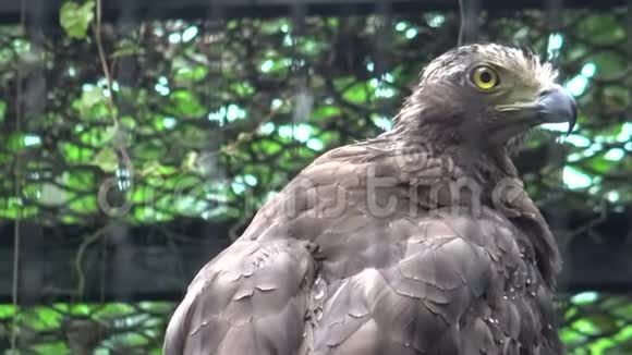 动物园里的克雷斯特蛇鹰塞拉斯波诺尼斯视频的预览图