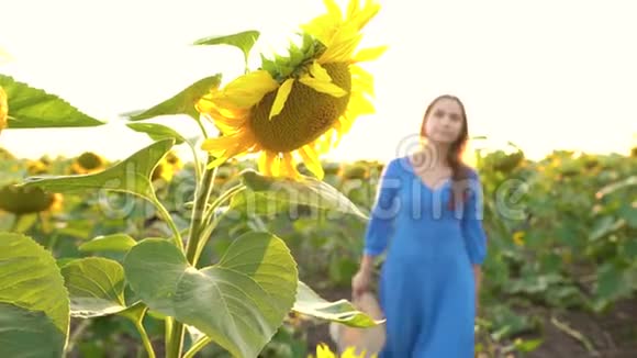 日落时分穿着蓝色裙子的女人在田野里的向日葵上戴着草帽农业视频的预览图