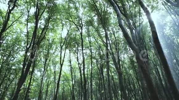 阳光透过山毛榉树视频的预览图