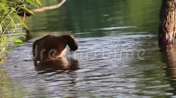 年轻的棕鸭清洁羽毛夏季池塘视频的预览图
