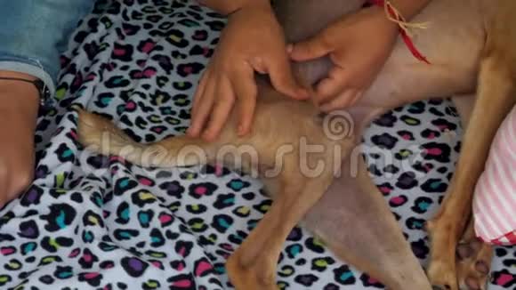 兽医按摩狗瘫痪后爪在避难所视频的预览图