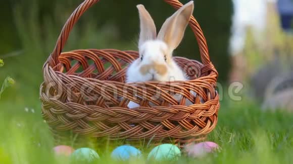 可爱的小兔子拿出一个篮子旁边画着复活节彩蛋视频的预览图