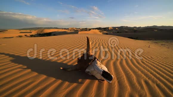 沙漠中日出时的公牛的头骨沙丘视频的预览图