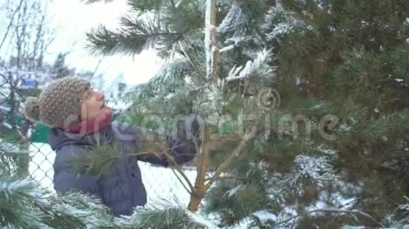 可爱的女人在她的冬季花园里捧着一大片带雪的松枝祝圣诞快乐视频的预览图