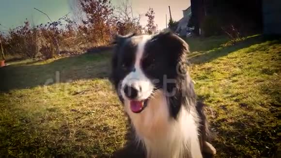 4K视频的狗训练与他的主人拍打爪子和手在日落视频的预览图