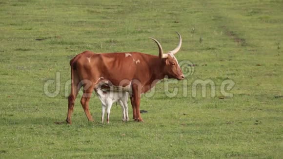 德克萨斯长角牛哺育白犊视频的预览图