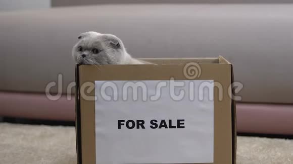 成人苏格兰折叠猫出售跳出盒子收养纯种宠物视频的预览图