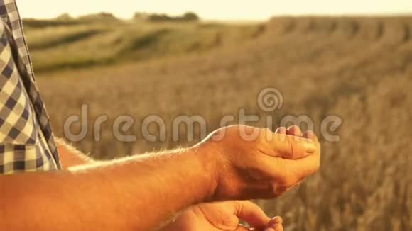 农民们用美丽的晚霞洒在田野上把麦粒从手掌到手掌特写镜头商人视频的预览图