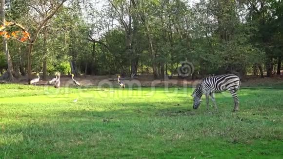 4K美丽的风景斑马在旅行野生动物园吃青草视频的预览图