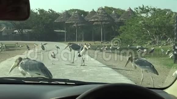 4K萨法里汽车非洲马拉布和油漆鹳鸟在路上的景色视频的预览图