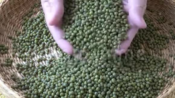 新鲜的芒果豆四季豆视频的预览图