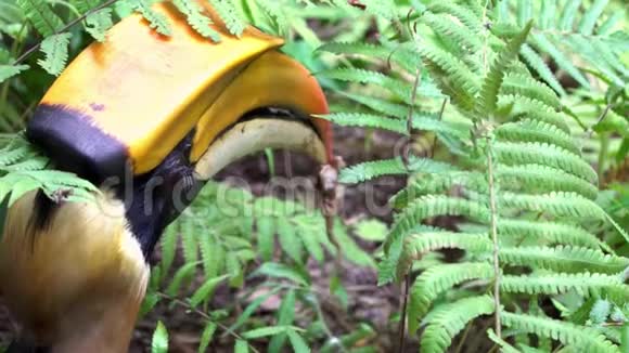 雄性大印度黄蜂在丛林中捕食青蛙的慢动作视频的预览图