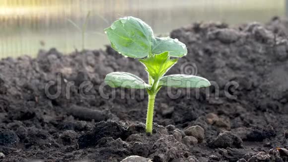 在阳光下黄瓜在土壤中的小芽视频的预览图