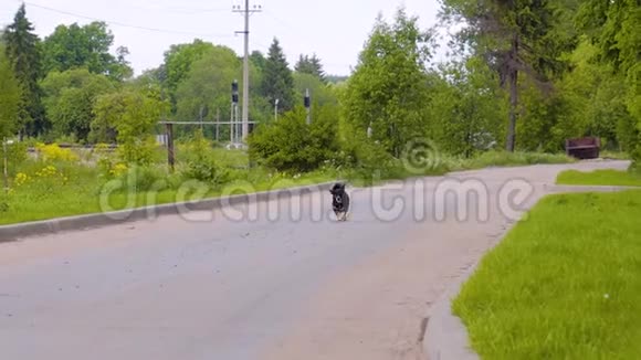 一只小黑狗沿着铁路线沿着一条乡村公路行驶他累了舌头从嘴里伸出来视频的预览图