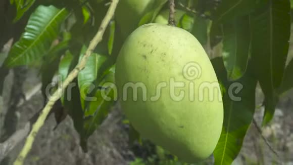 生长在水果园树上的热带芒果在热带花园的树枝上关上芒果视频的预览图