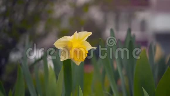 在阳光充足的夏季或春日水仙花园中的水仙花和绿叶视频的预览图