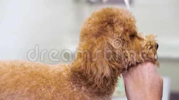 专业宠物美容师用剪刀剪可爱的涂鸦狗头视频的预览图