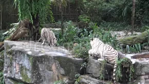 4k白虎在动物园吃肉视频的预览图