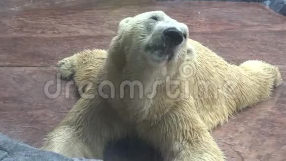4K北极熊午餐后在动物园休息视频的预览图