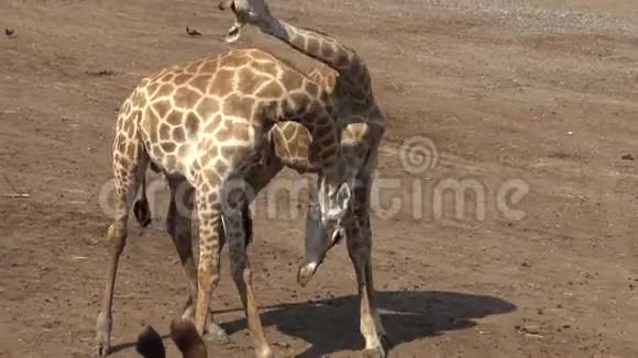 两只长颈鹿用脖子和头在曼谷野生动物园打架视频的预览图