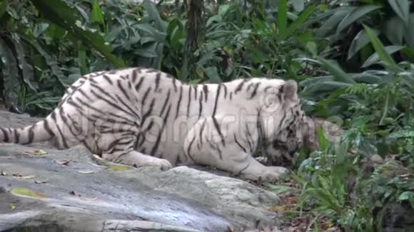 4k白虎在动物园吃肉视频的预览图