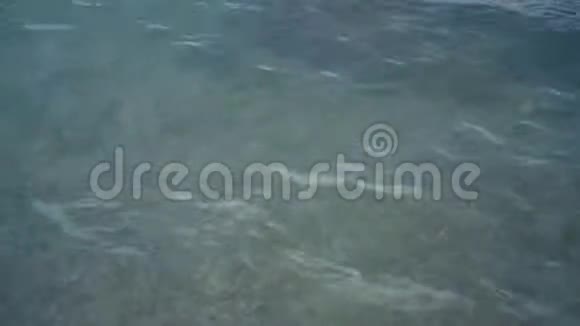 海水清澈许多水母在海水中脉动视频的预览图