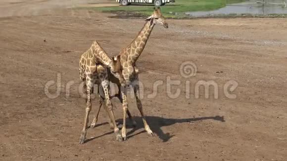 两只长颈鹿用脖子和头在曼谷野生动物园打架视频的预览图