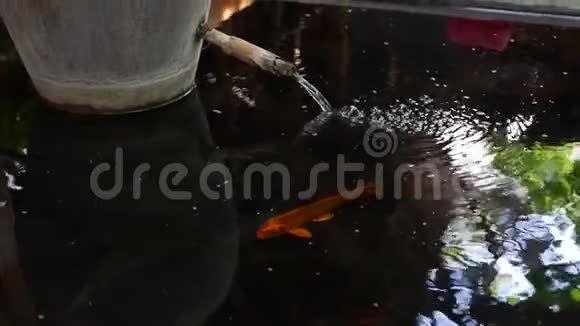 人工池塘中的多色锦鲤五颜六色的鱼游在游泳池的水面上视频的预览图
