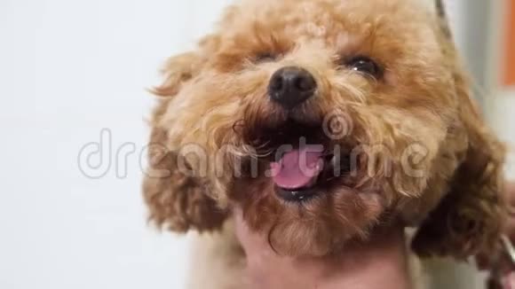 专业宠物美容师用剪刀剪可爱的涂鸦狗头视频的预览图